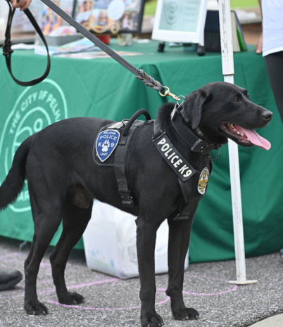 K9 Police Dog on leash at community event